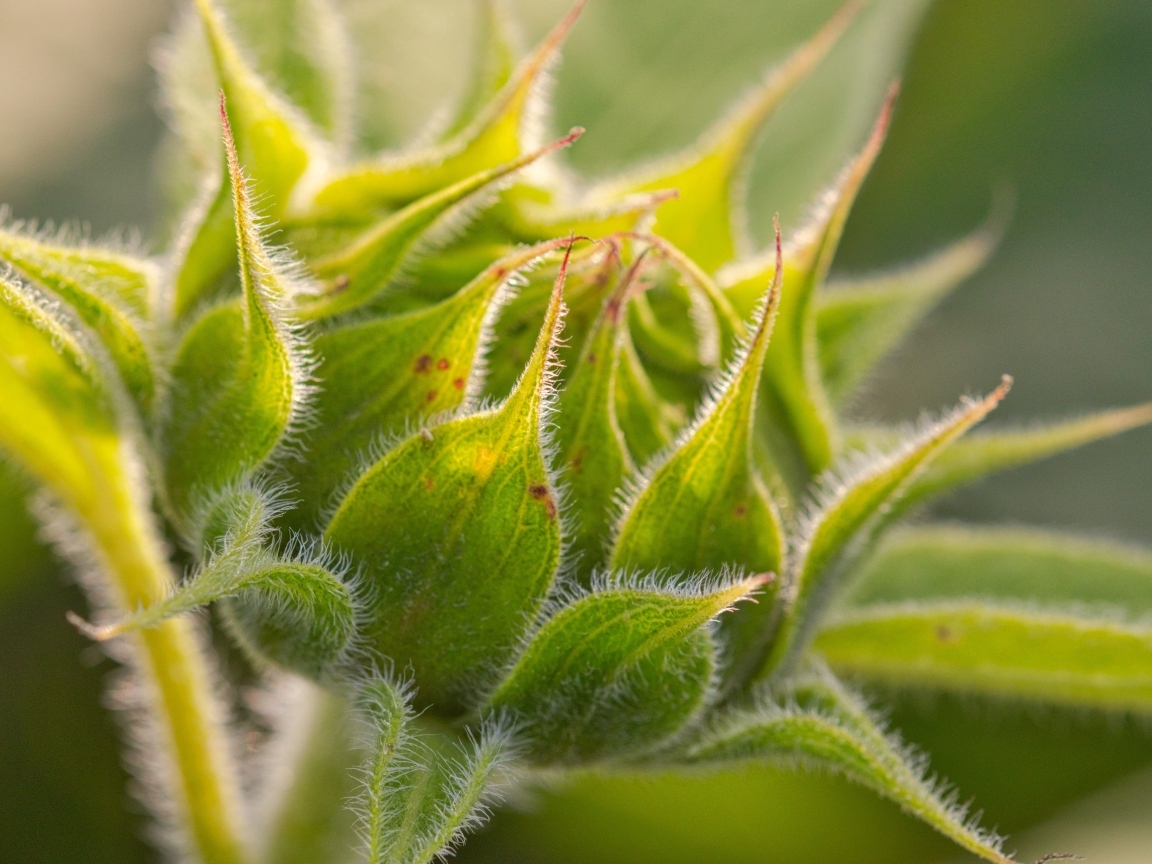 Зеленый нераспустившийся цветок подсолнуха