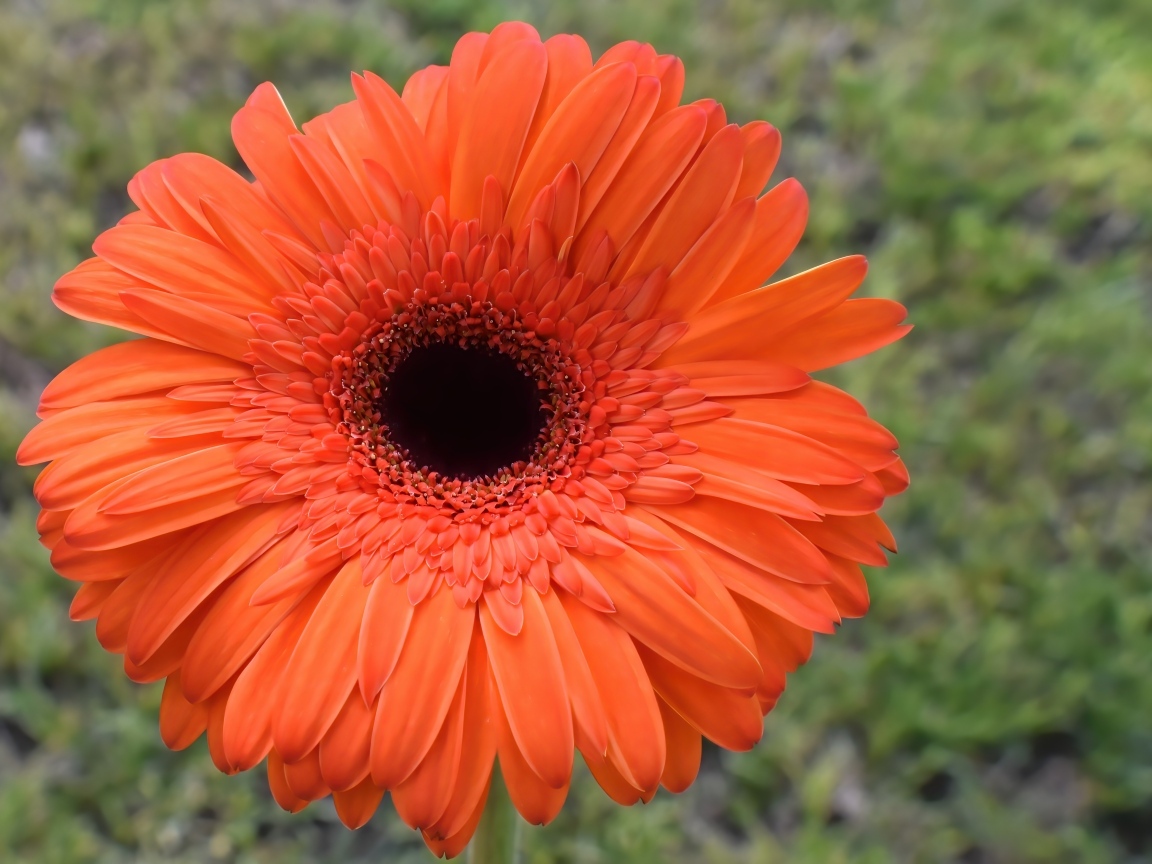 Крупный цветок оранжевой герберы