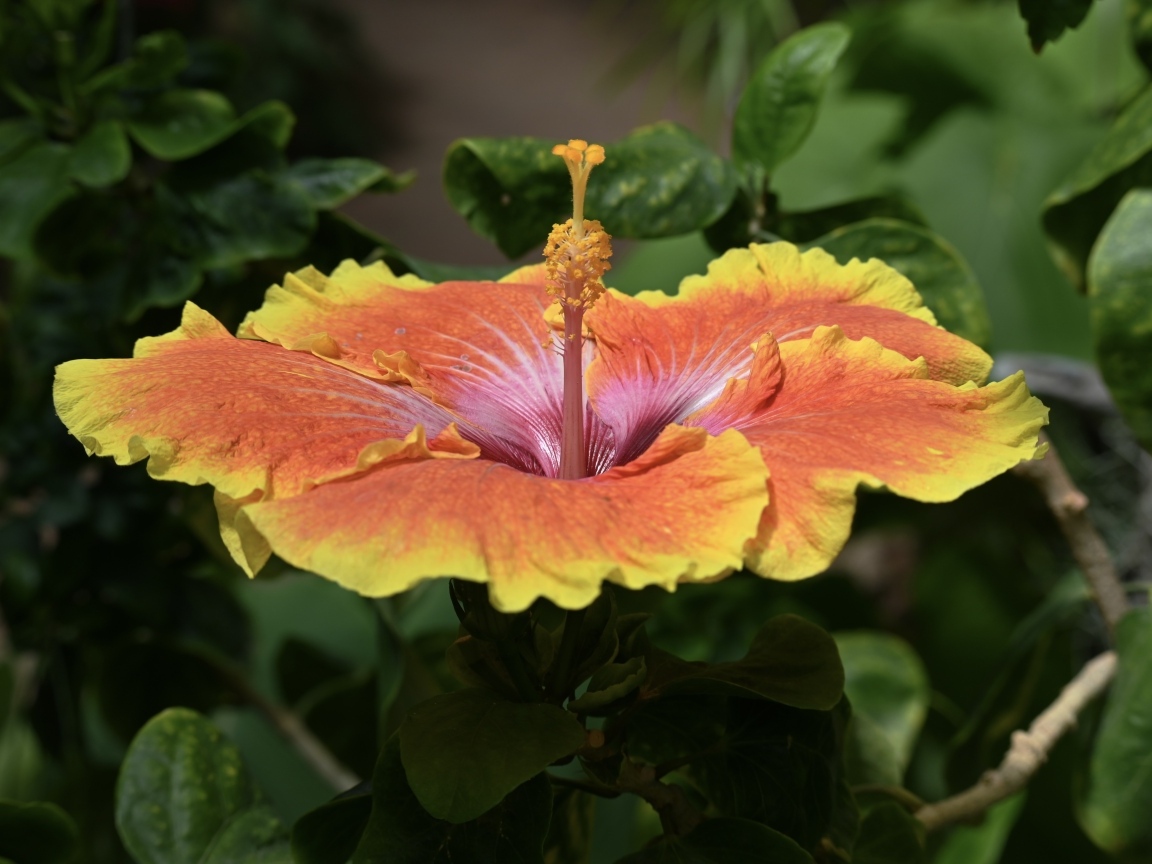 Большой оранжевый цветок гибискуса