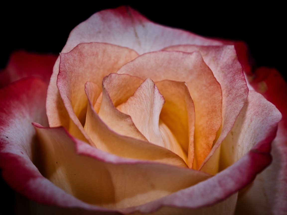 Большой розовый цветок розы на черном фоне