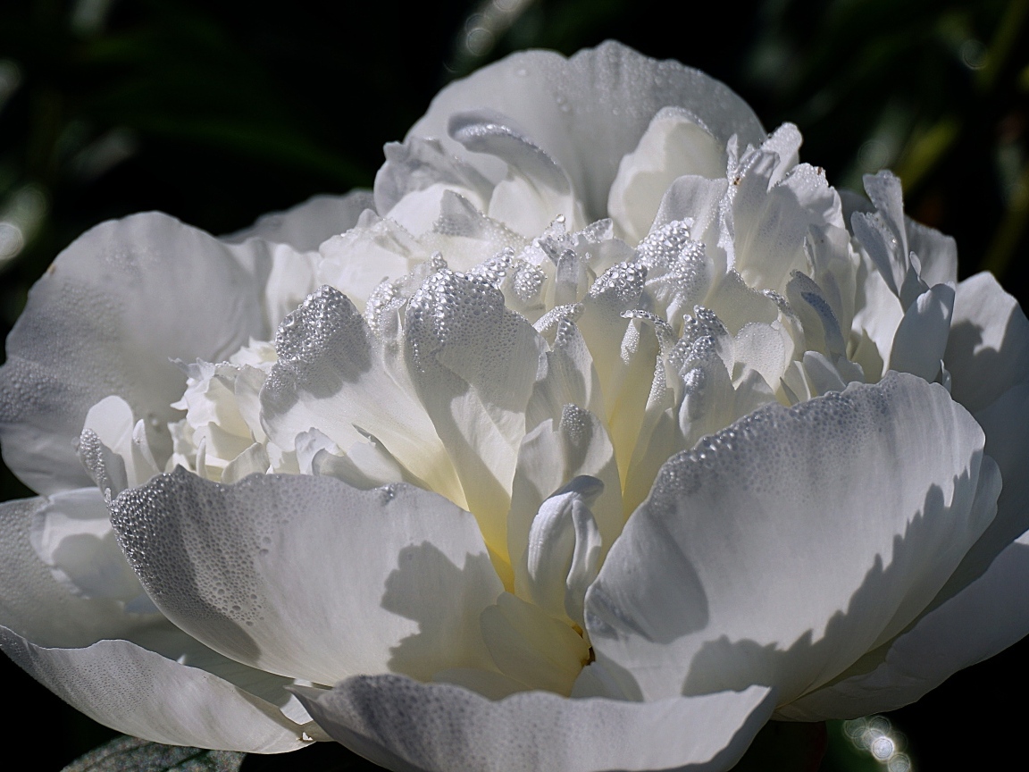 Большой белый цветок пиона крупным планом