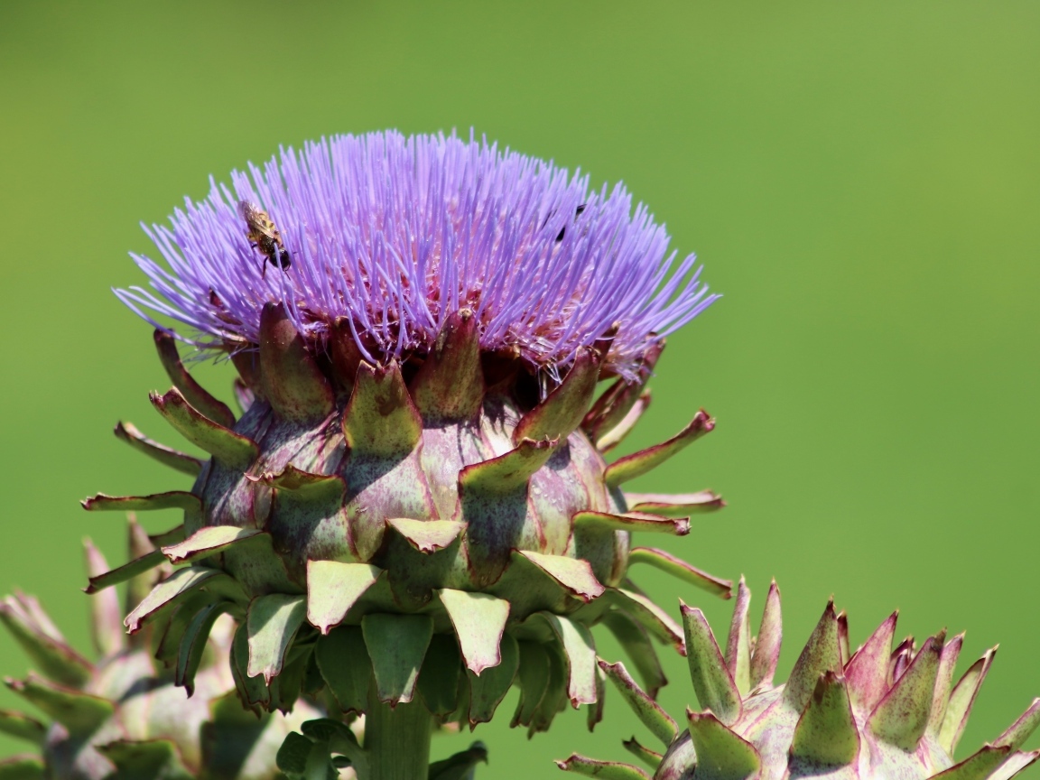 Сиреневый цветок артишока