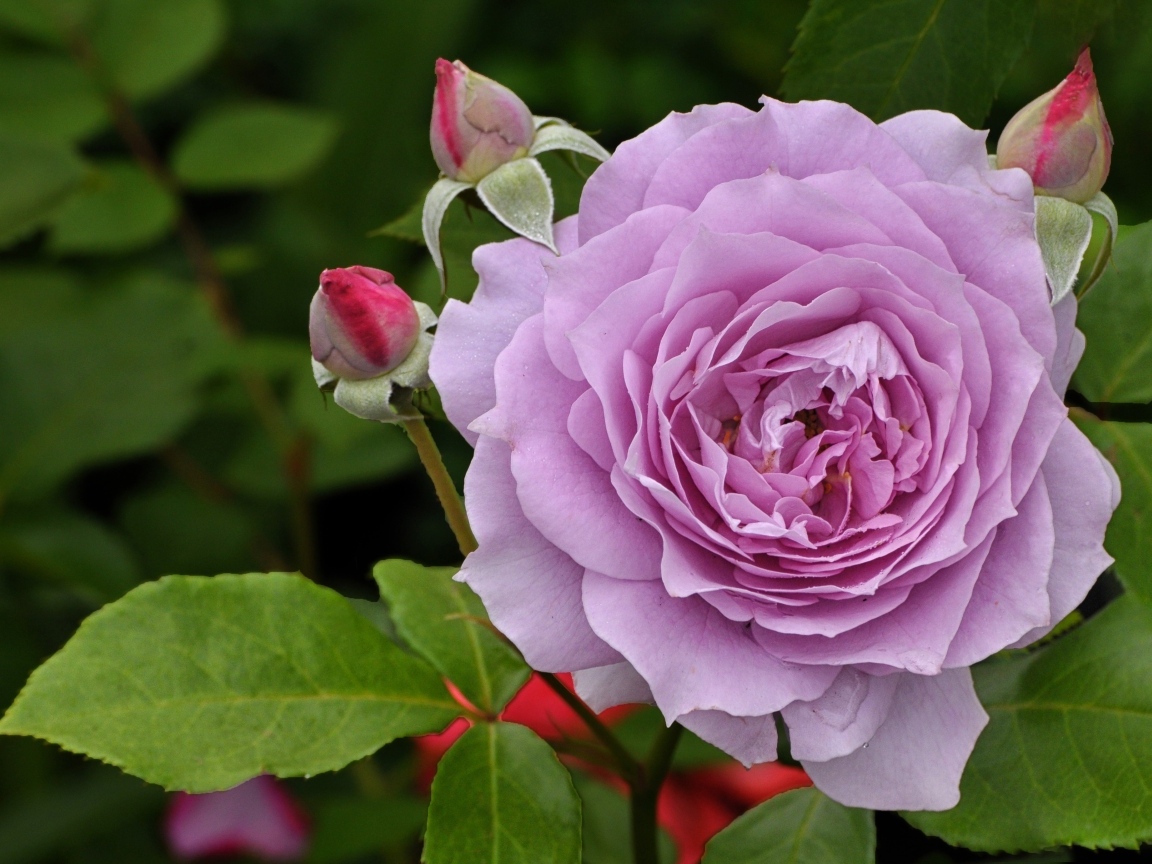 Сиреневая роза с бутонами крупным планом