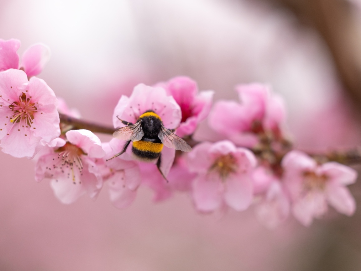 Маленький шмель на розовых цветах весной