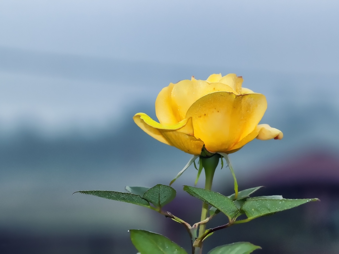 Одинокая желтая роза на сером фоне