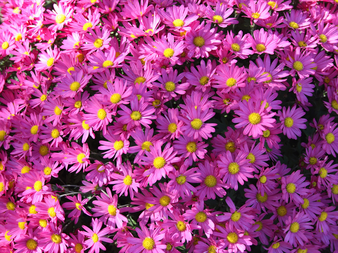 Много розовых цветов хризантемы