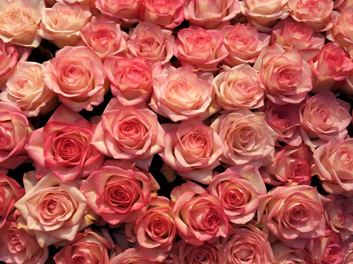 Много розовых роз на фон