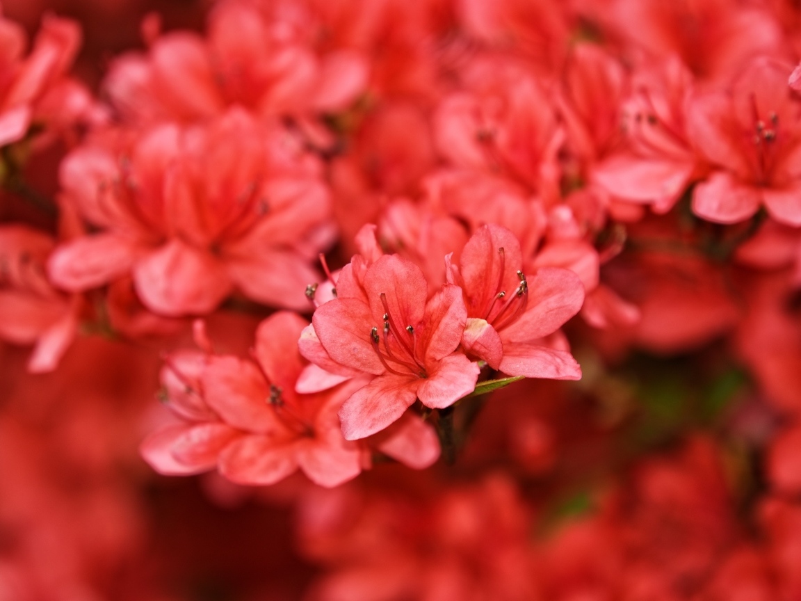 Много красных цветов рододендрона