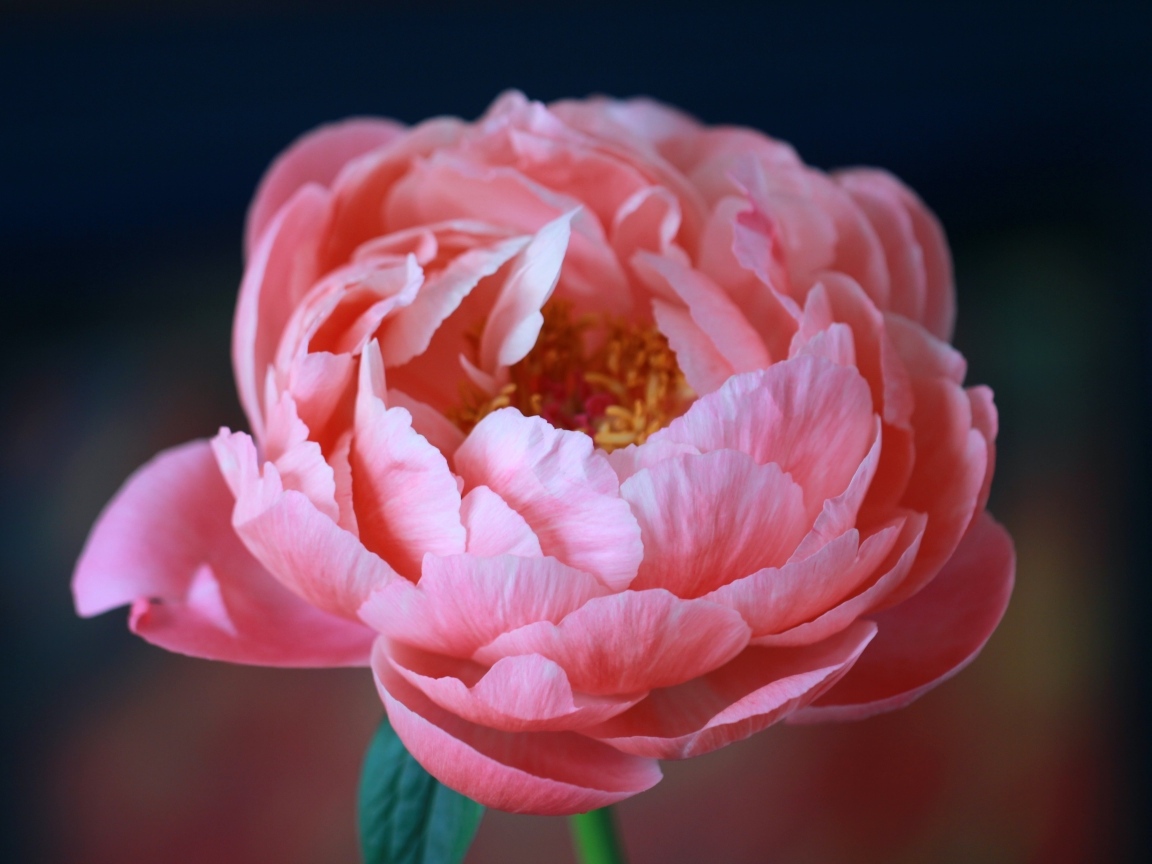 Пышный розовый цветок лютика крупным планом