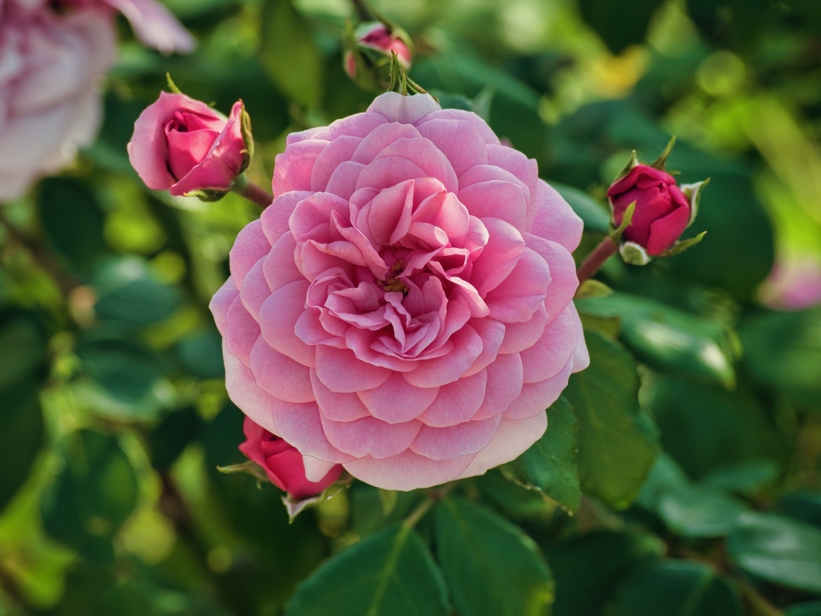 Пышная розовая роза с бутонами