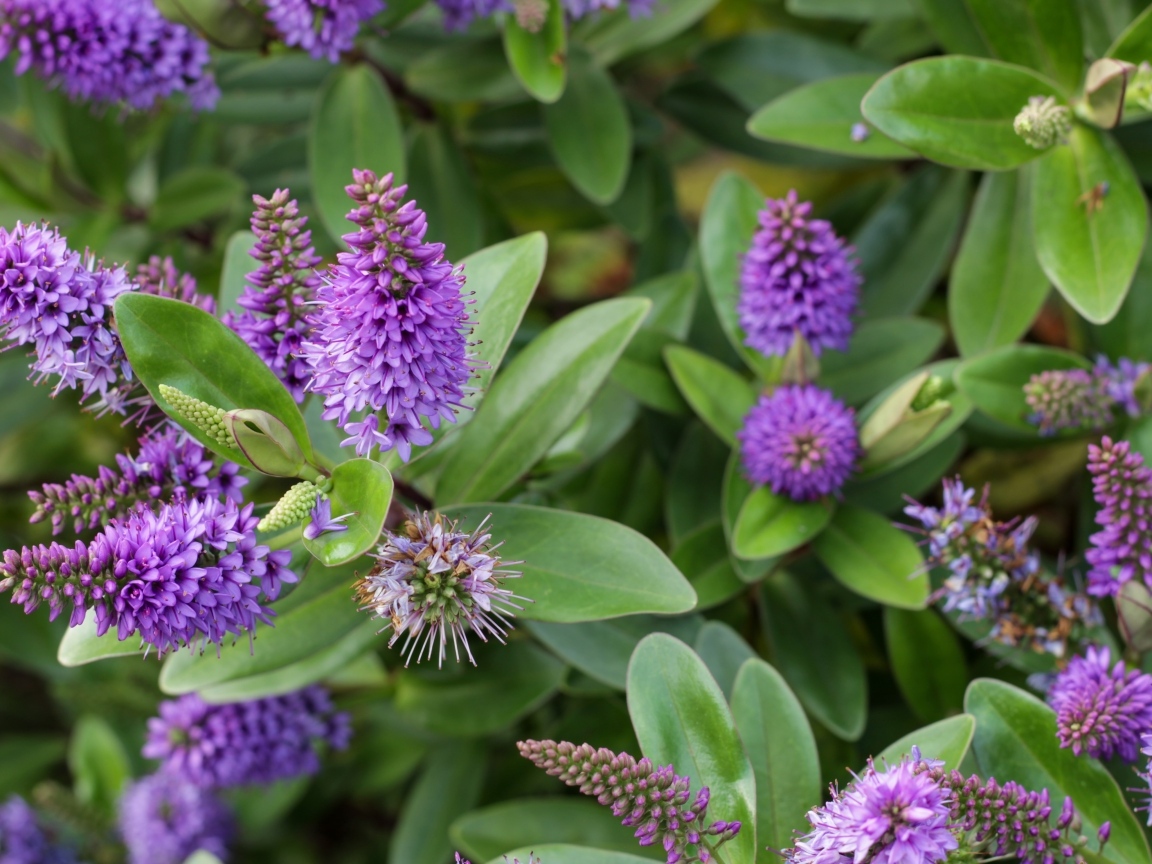 Много красивых сиреневых цветов с зелеными листьями