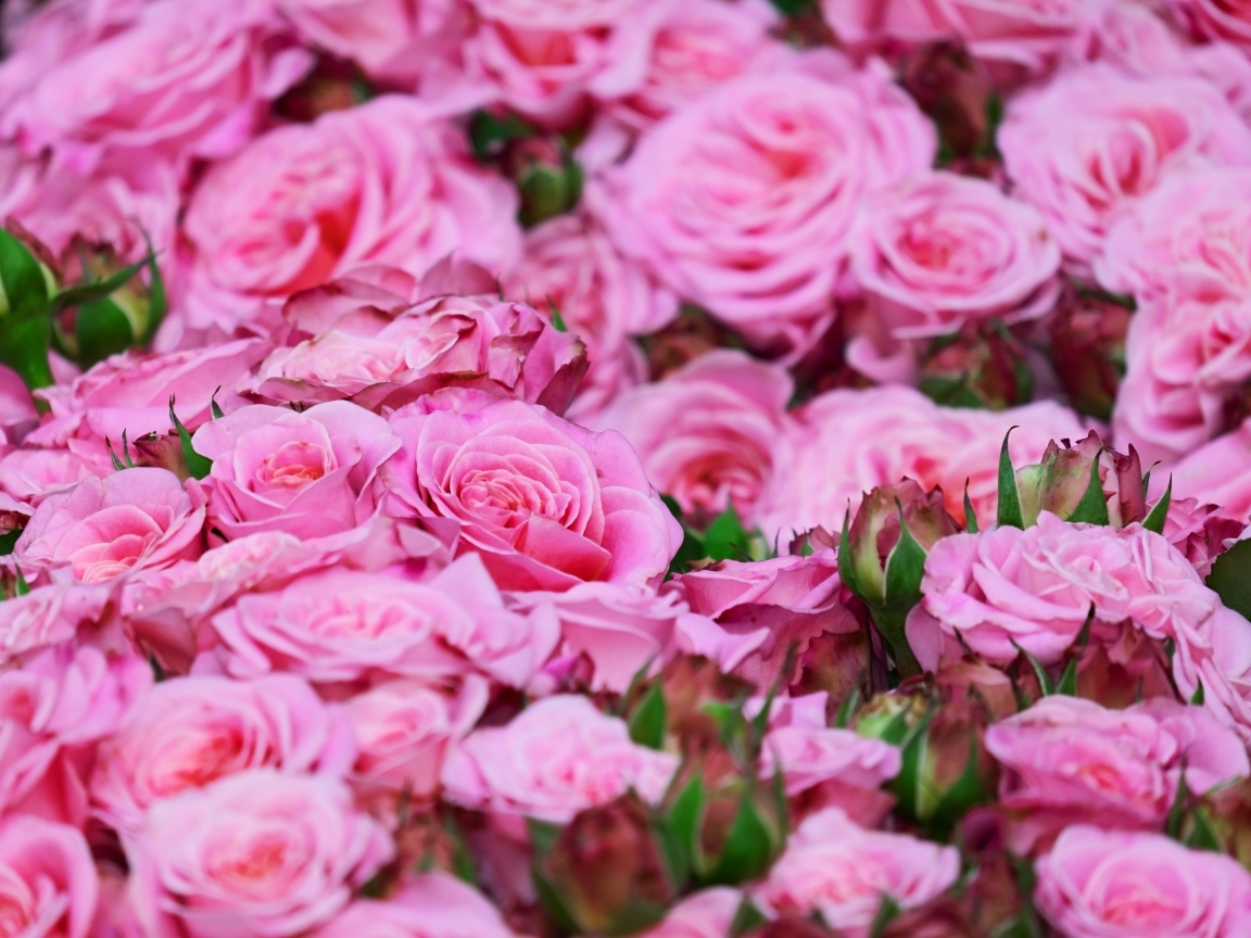 Много розовых цветов розы крупным планом