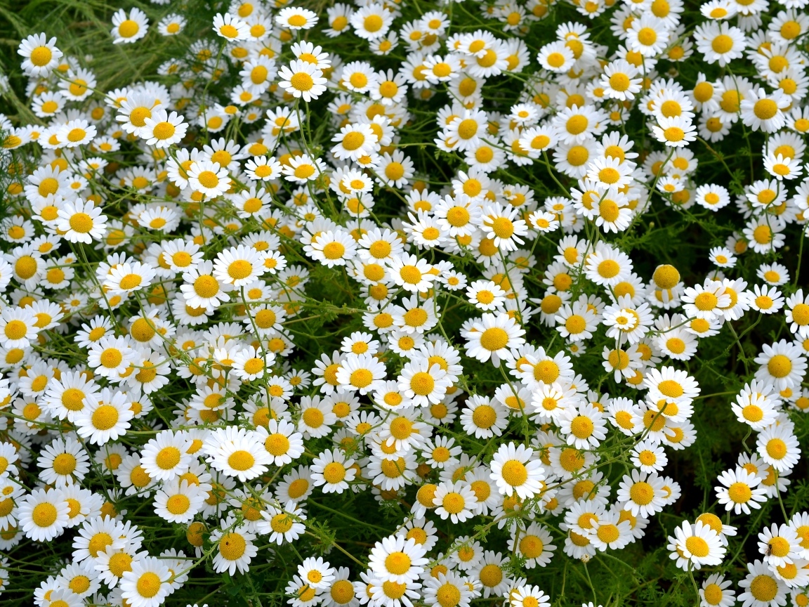 Много мелких цветов лекарственной ромашки