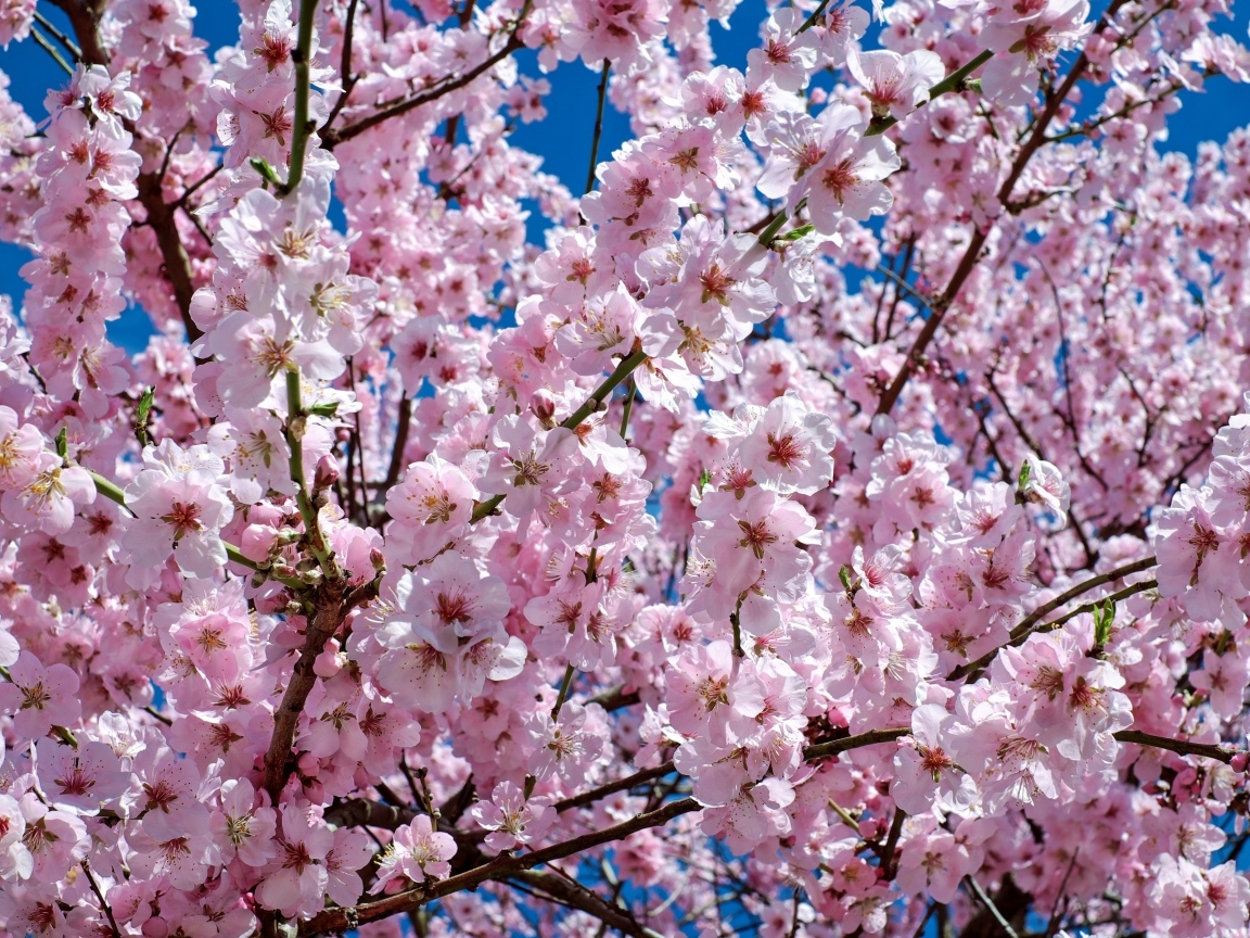 Много мелких розовых цветов персика крупным планом