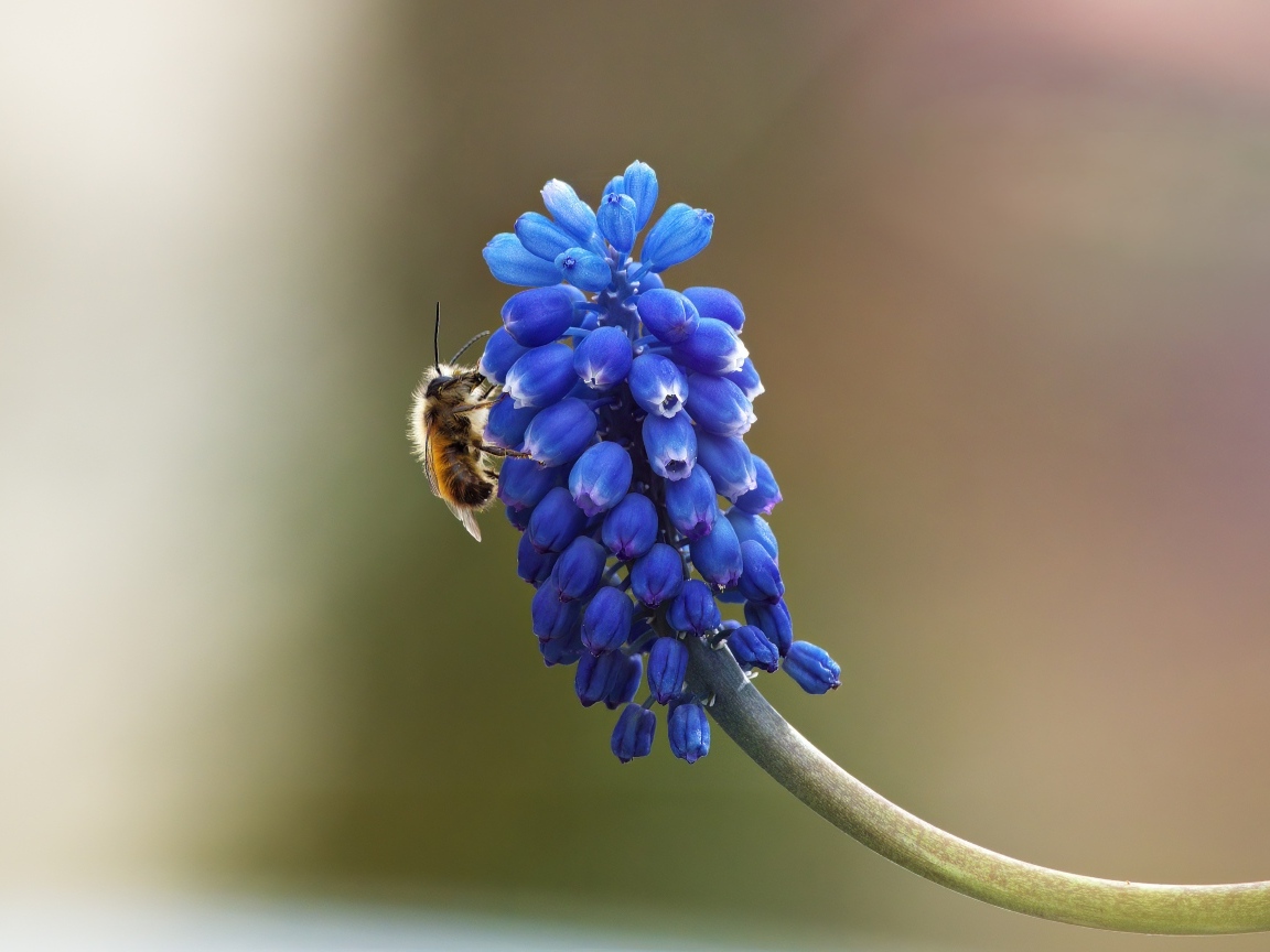 Цветок мускарик крупным планом