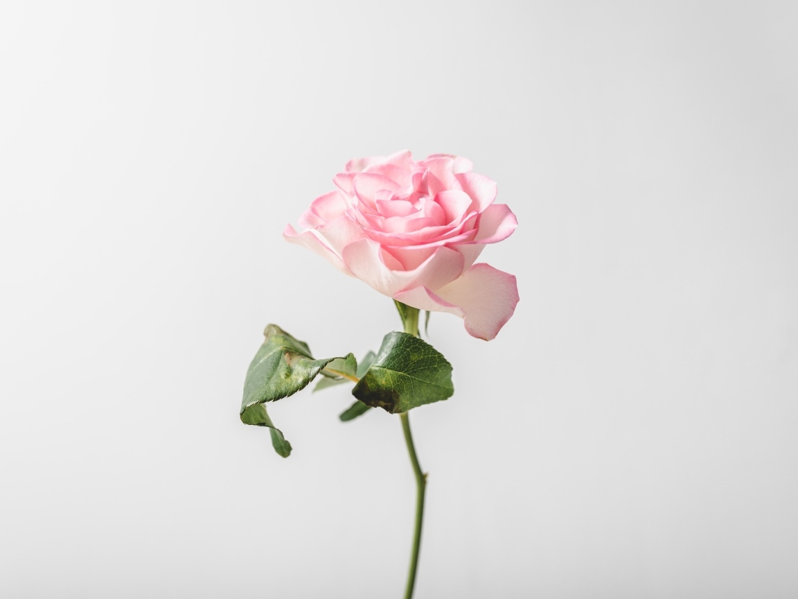 Одна розовая роза на сером фоне