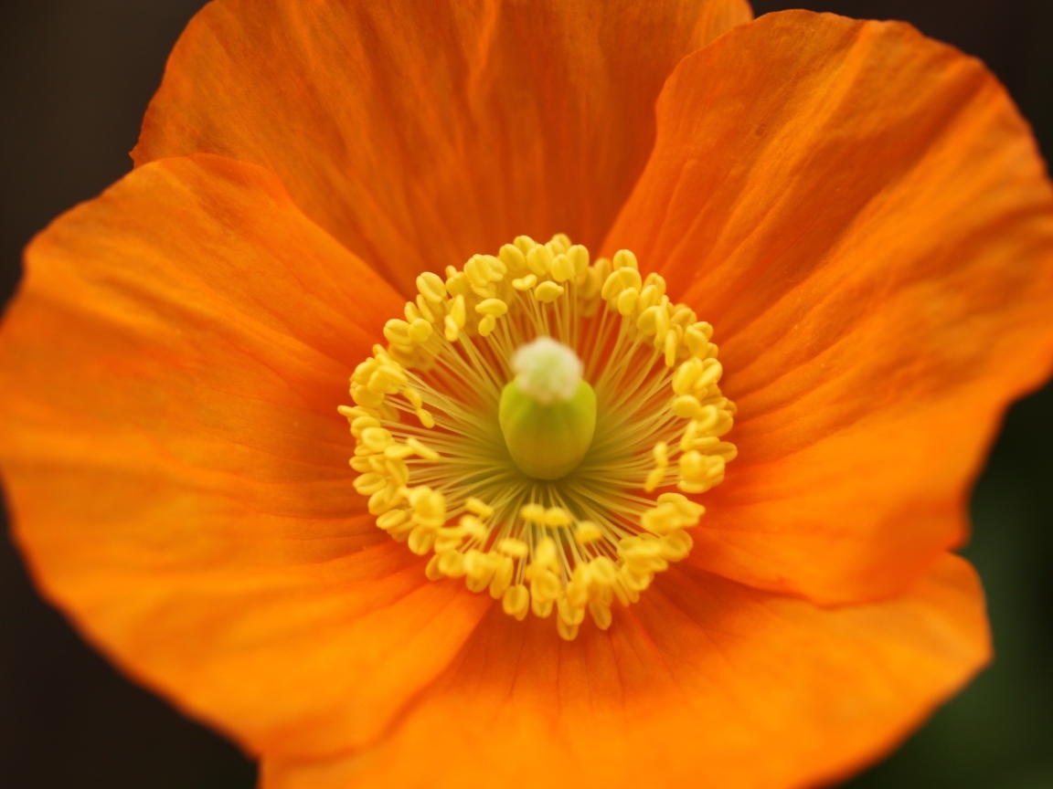 Оранжевый ирландский мак крупным планом