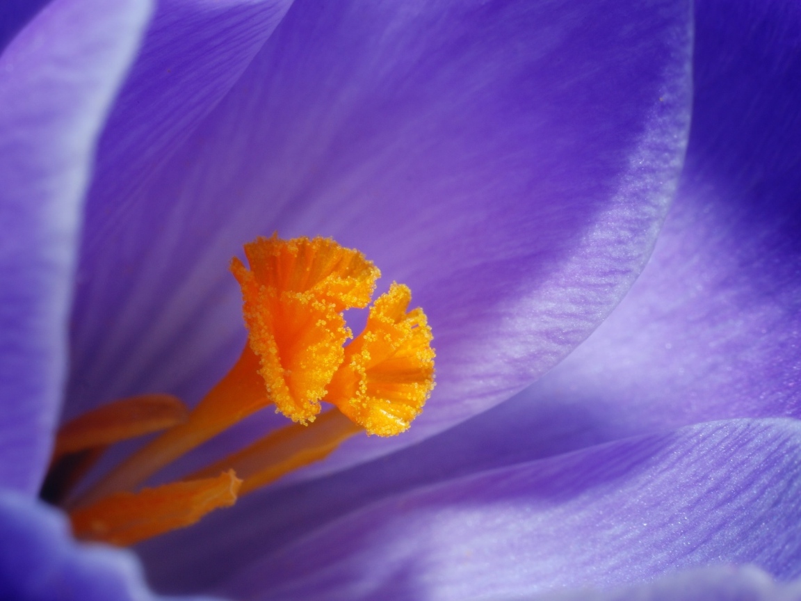 Оранжевая серединка фиолетового крокуса