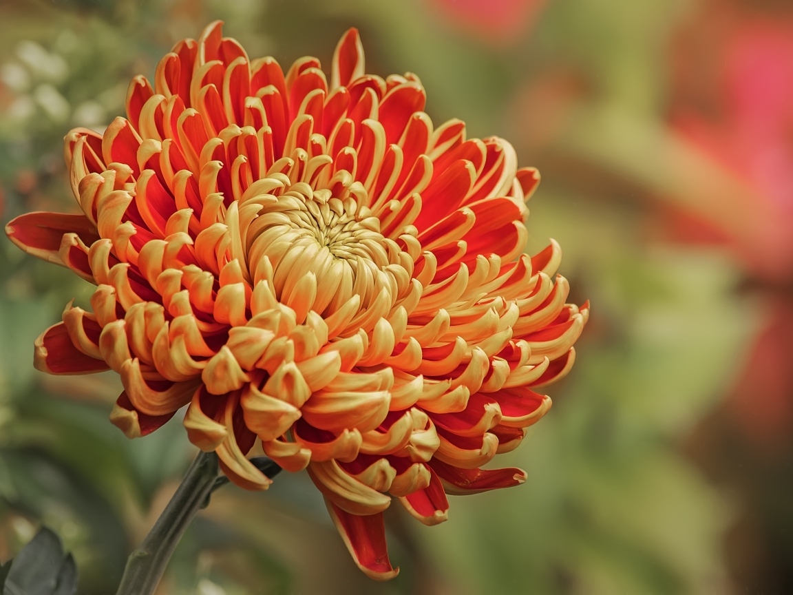 Оранжевая хризантема вблизи