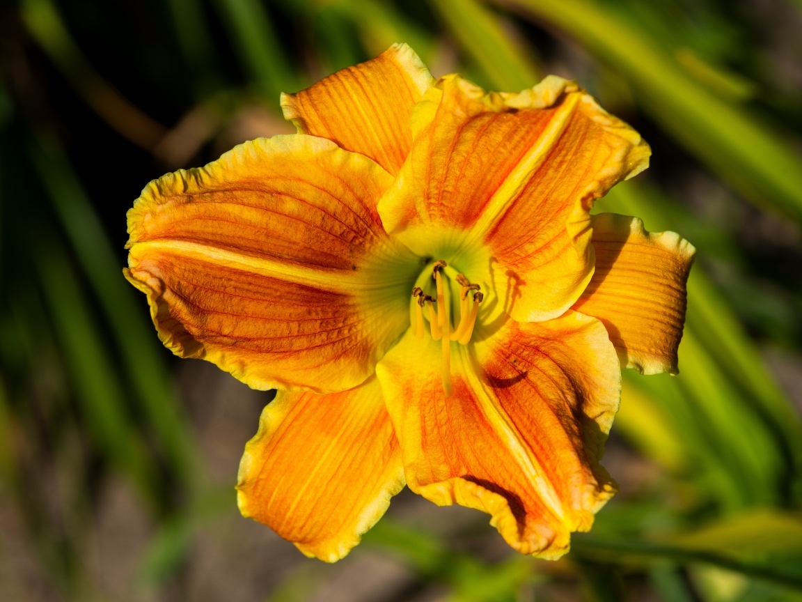 Оранжевый цветок лилейника в лучах солнца