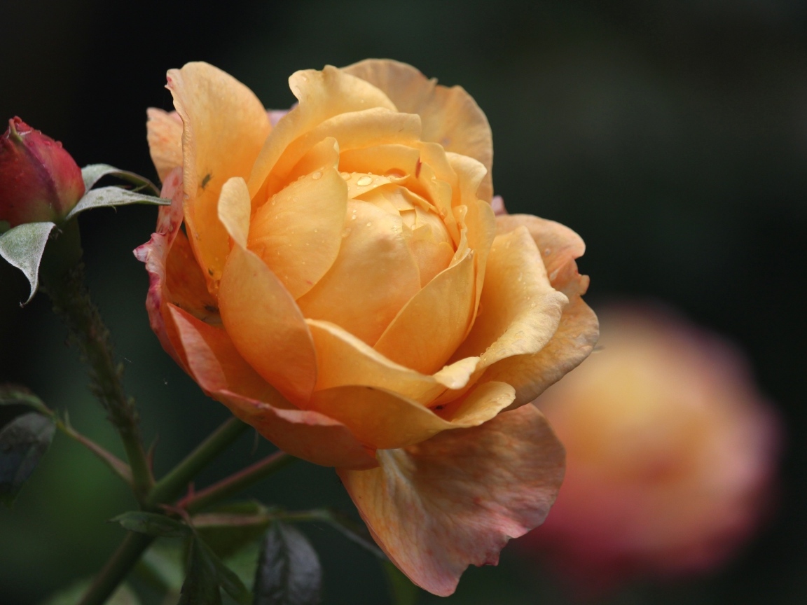 Оранжевая душистая роза с бутонами