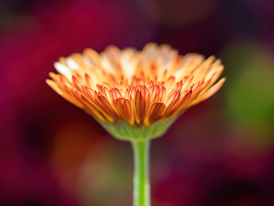 Оранжевый цветок герберы крупным планом