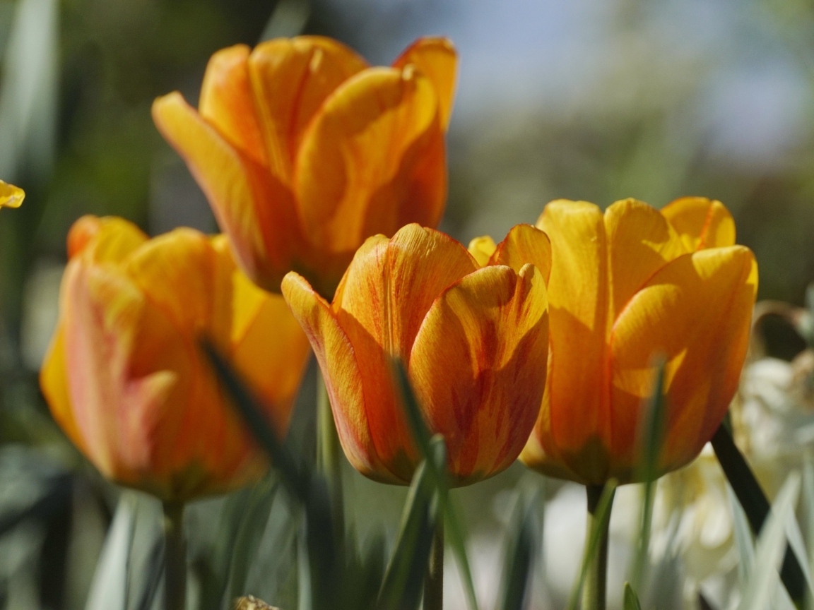 Оранжевые тюльпаны в лучах теплого солнца