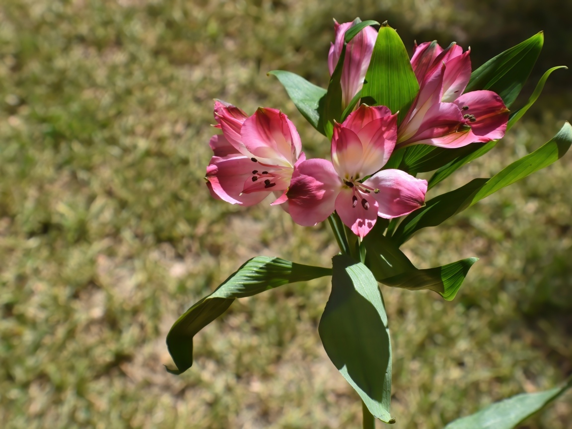 Розовые цветы альстромерии с зелеными листьями