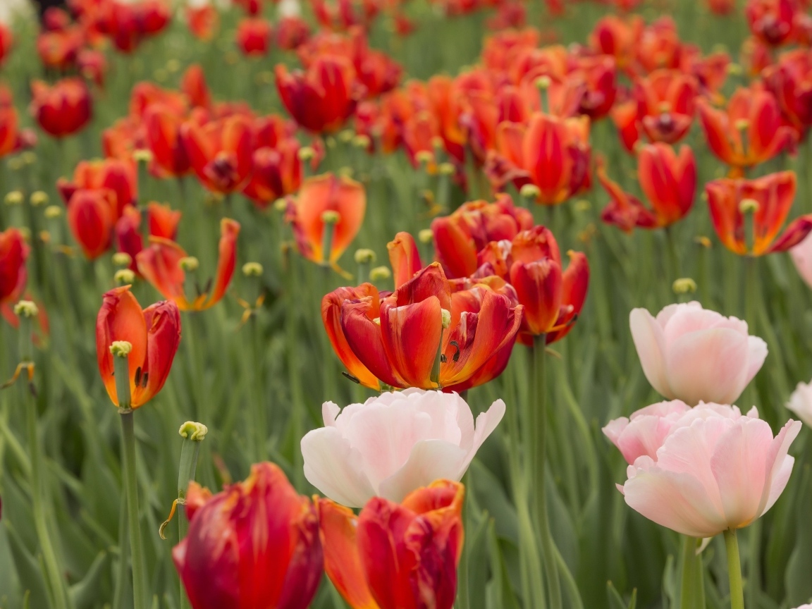 Розовые и красные тюльпаны на клумбе