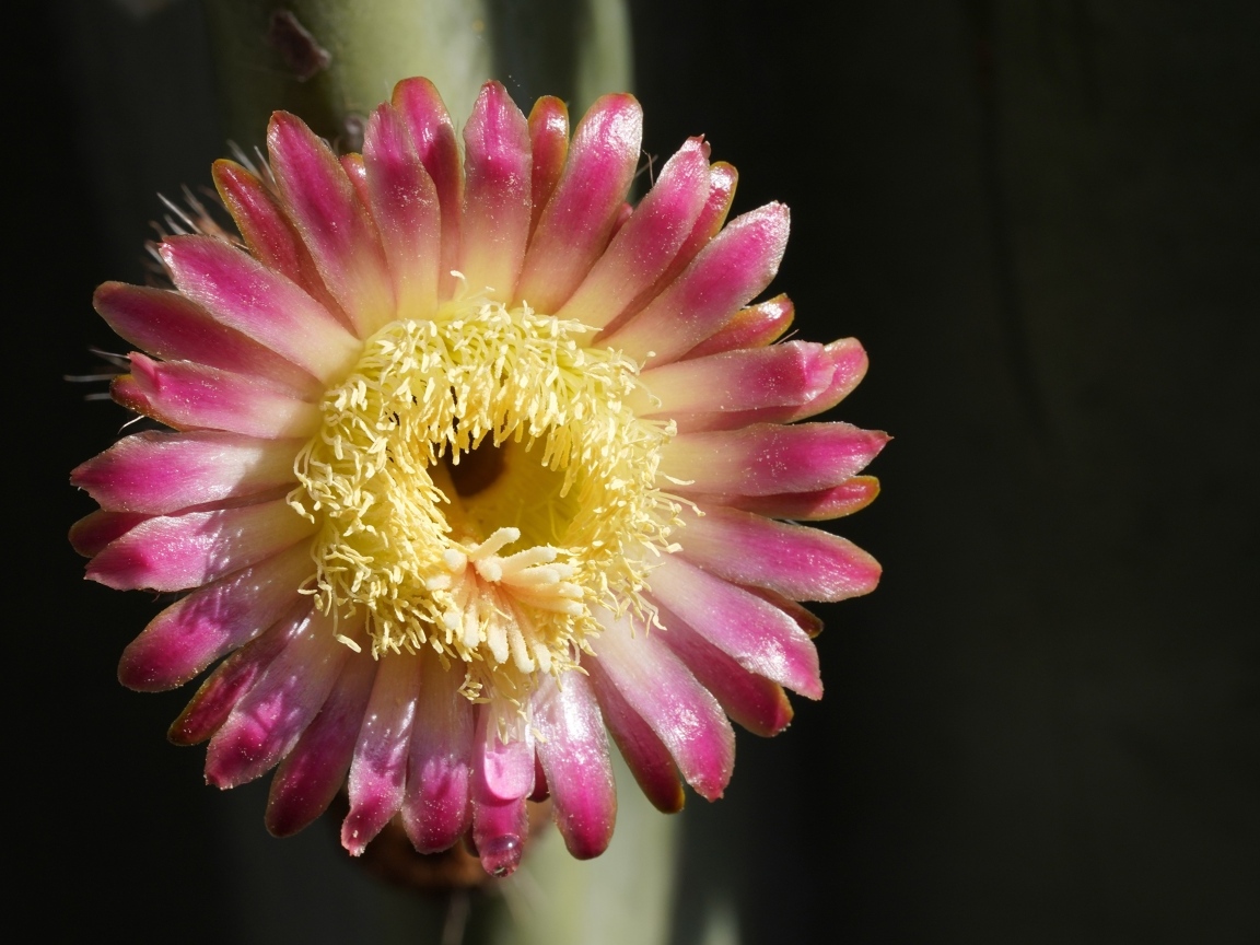 Розовый цветок кактуса на черном фоне