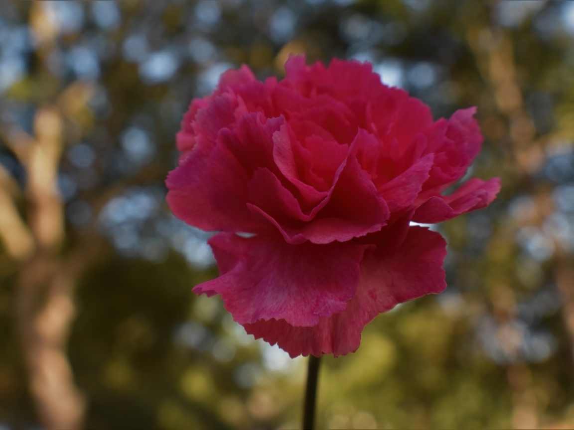 Розовая гвоздика крупным планом