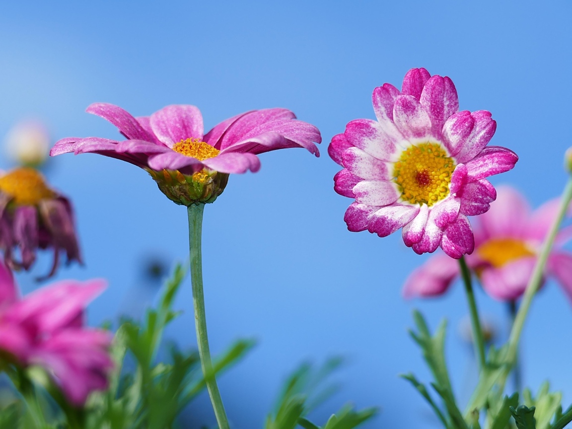 Розовые хризантемы на фоне голубого неба