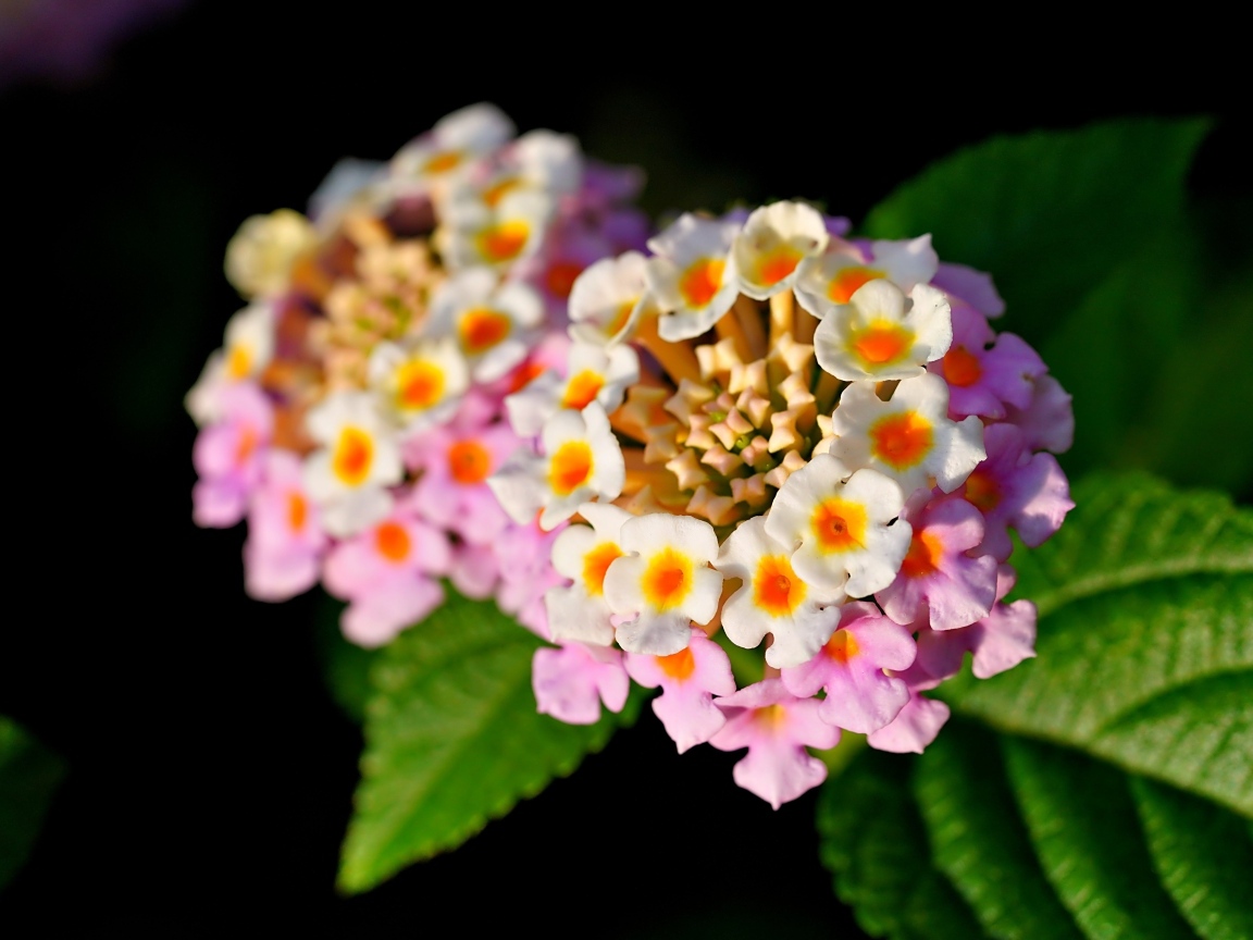 Розовый нежный комнатный цветок лантана