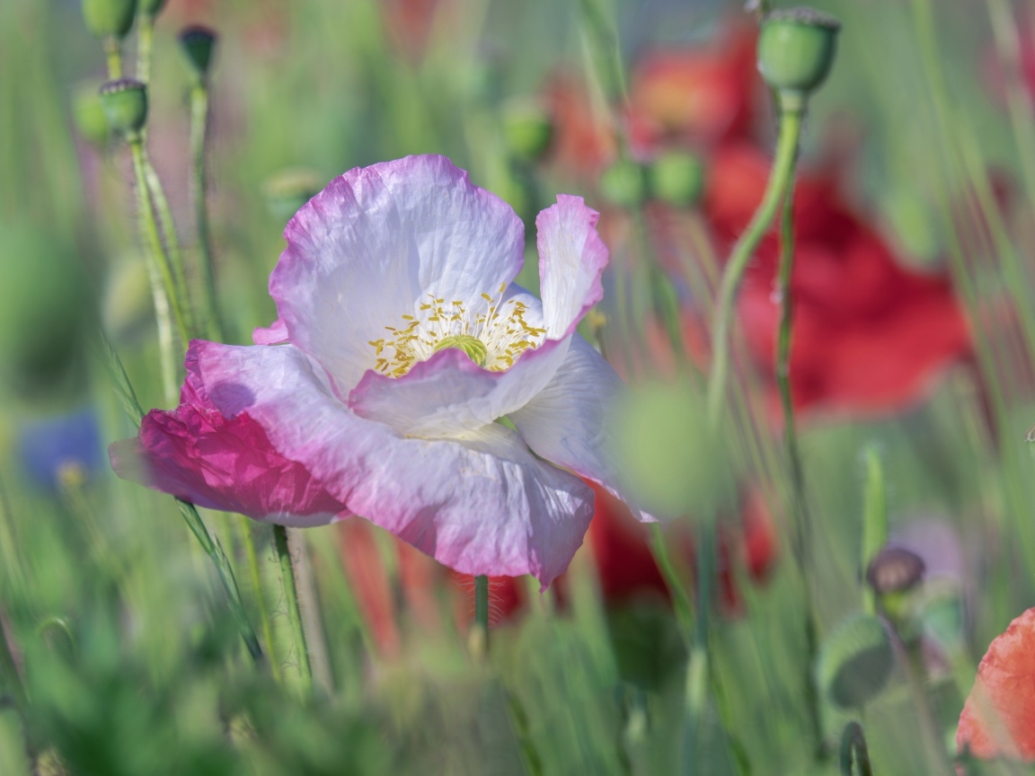 Розовый нежный цветок мака на поле крупным планом