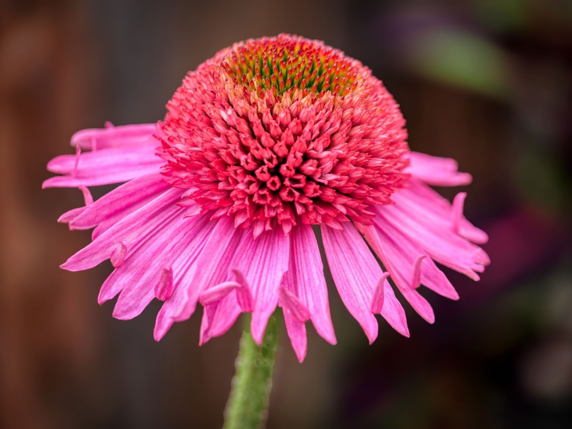 Розовый цветок эхинацеи крупным планом