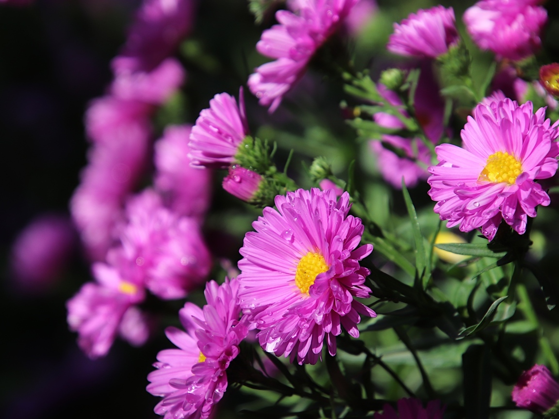 Розовые садовые астры крупным планом