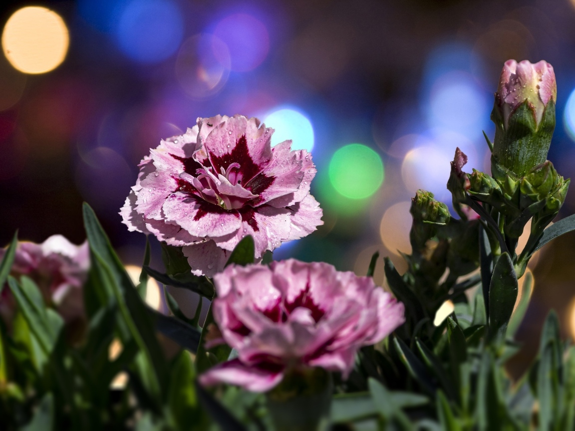 Розовые садовые гвоздики в лучах солнца