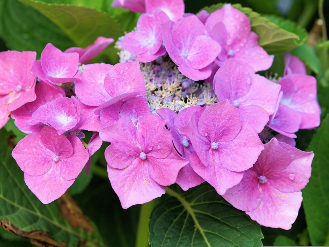 Цветы розовой гортензии распускаются в саду