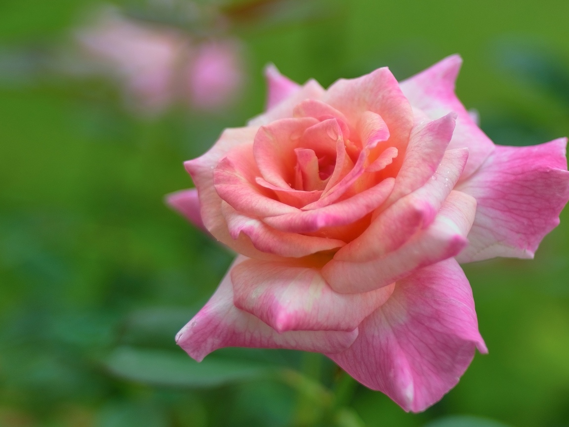 Розовая крупная роза на зеленом фоне