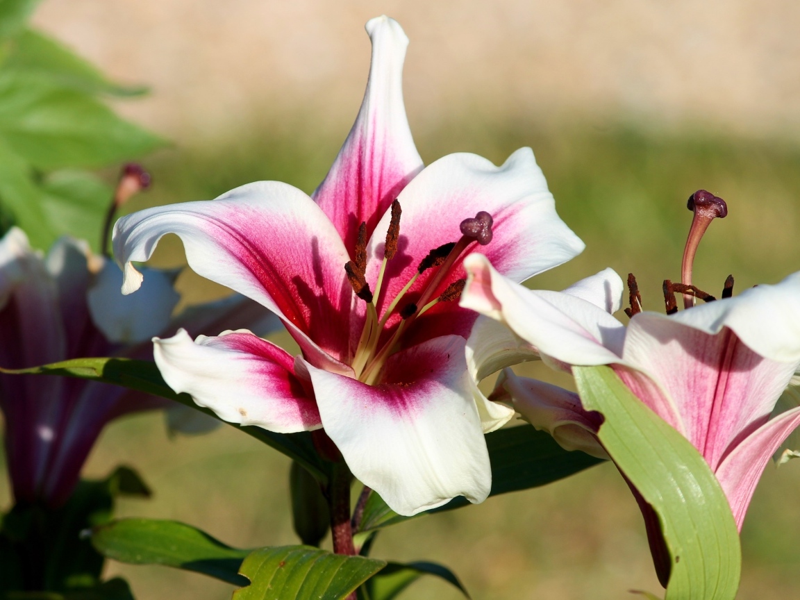 Розовые лилии в саду в лучах солнца