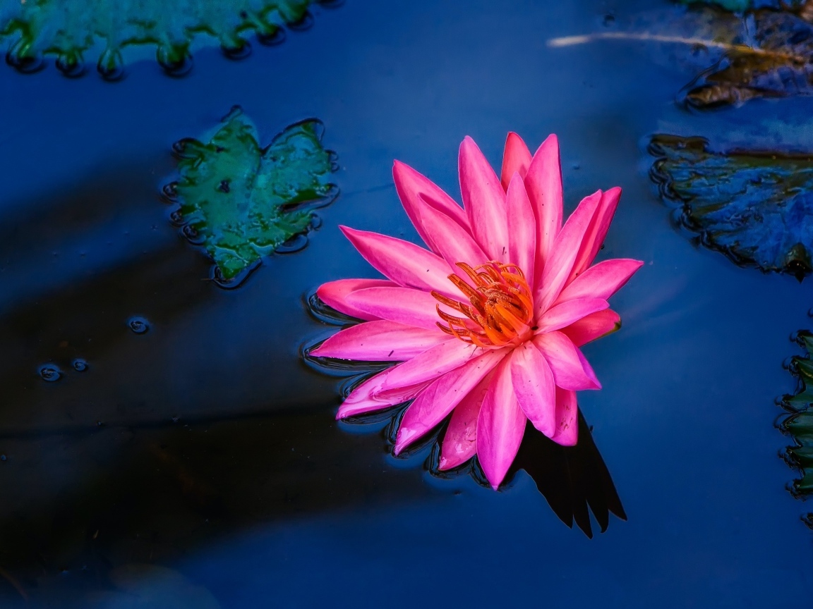 Розовый цветок лилии в воде 