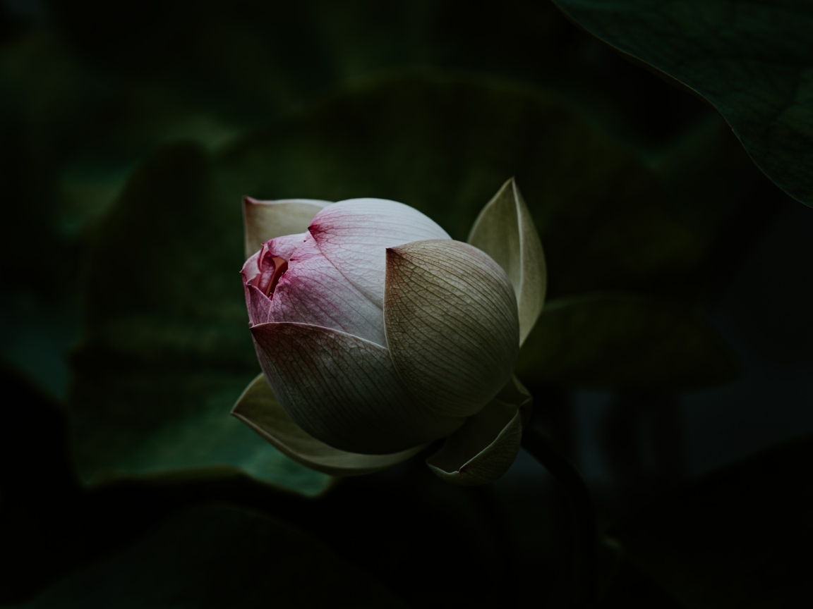 Бутон розового цветка лотоса крупным планом