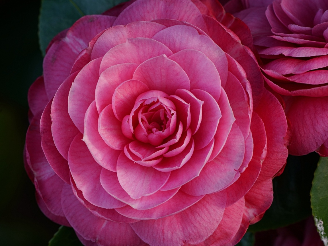 Розовый пышный цветок камелия