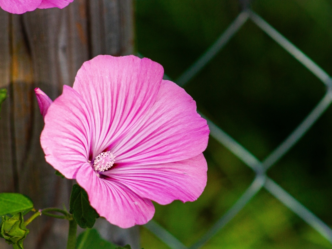 Розовая мальва растет у забора