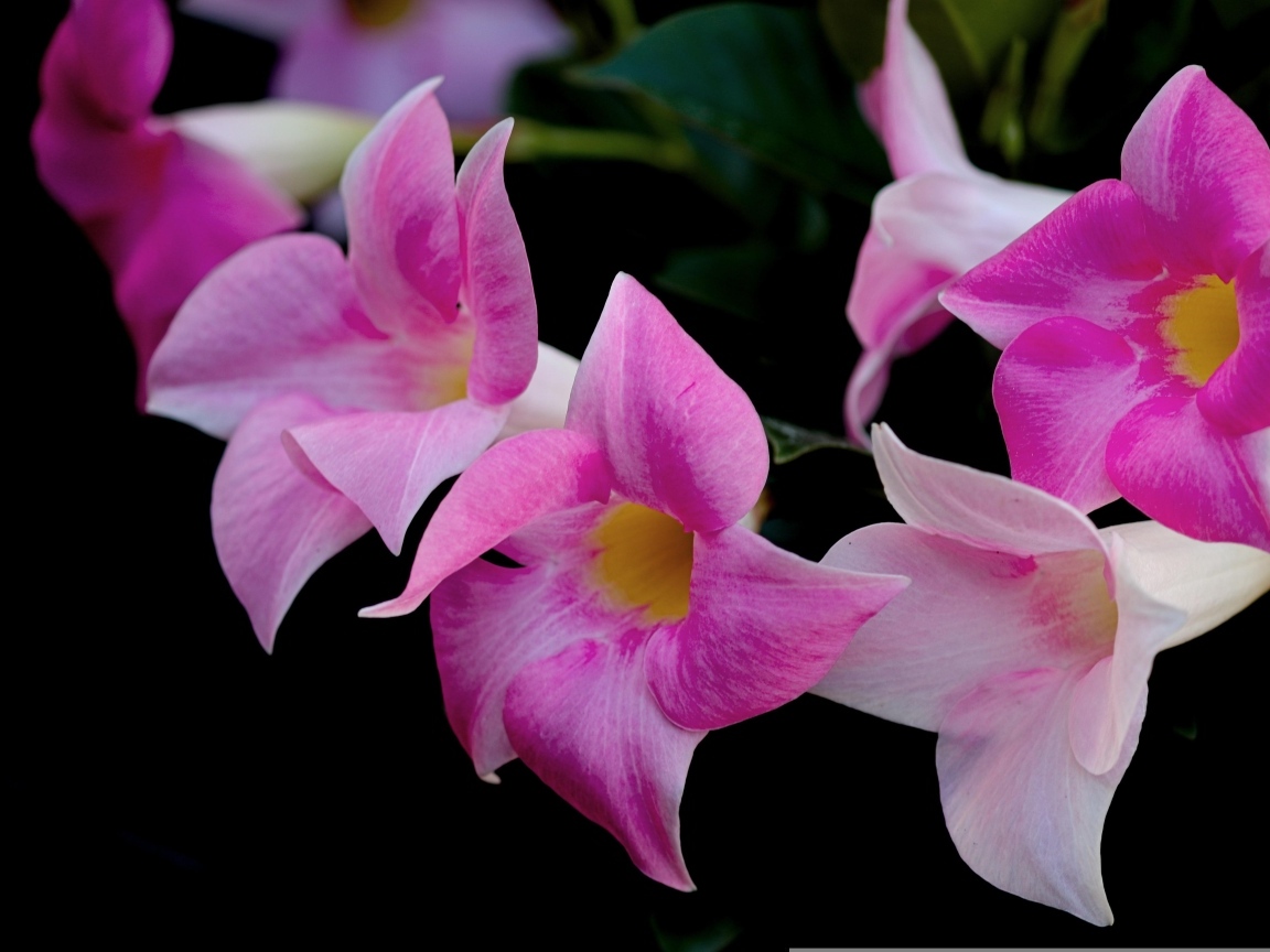 Розовые цветы мандевилла на черном фоне