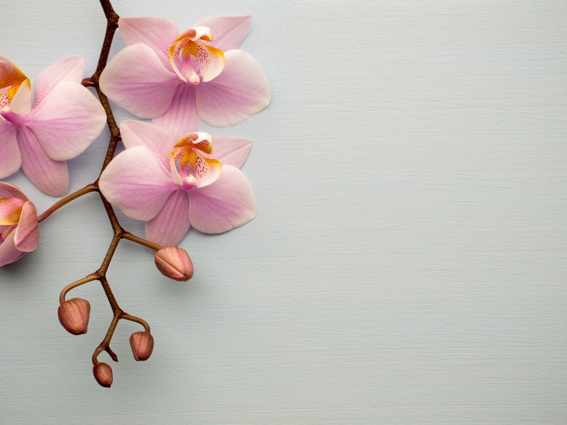 Розовые цветы орхидеи с бутонами на сером фоне