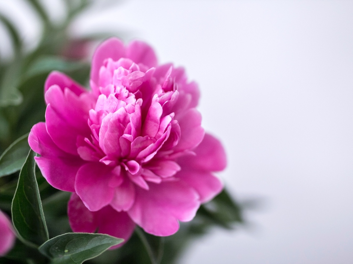 Розовый пион с зелеными листьями крупным планом