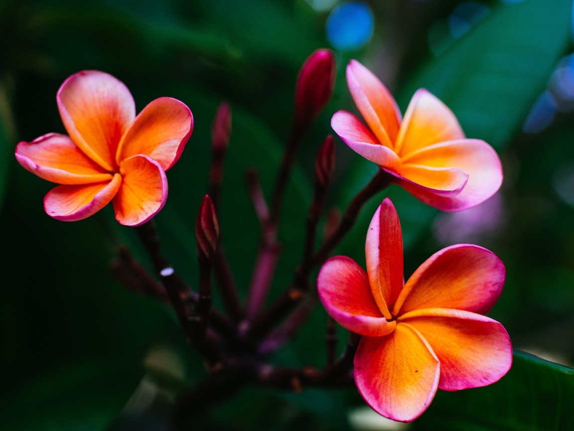 Розовые цветы плюмерии с бутонами