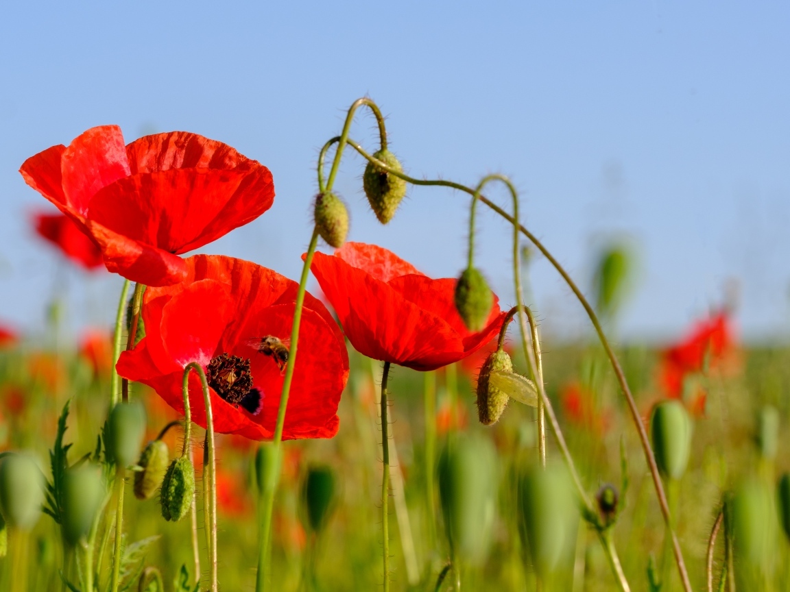Розовые маки в поле под голубым небом