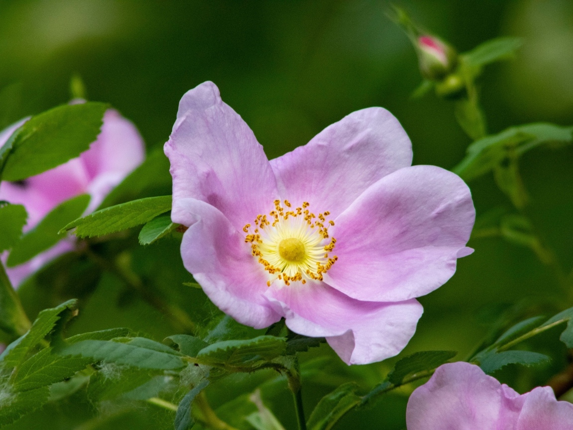 Розовые цветы шиповника крупным планом